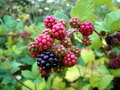 Blackberry Season