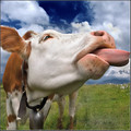 Funny Cow!