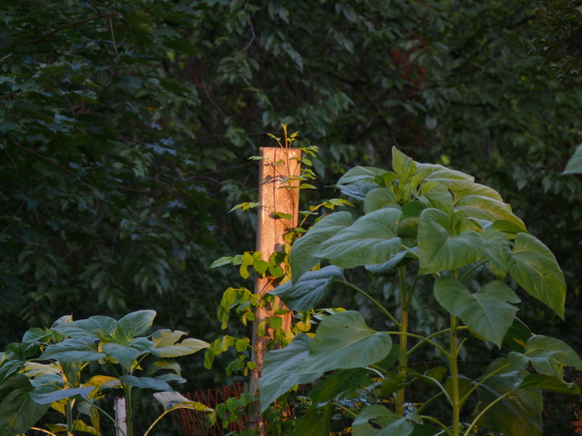 Aglow with morning light