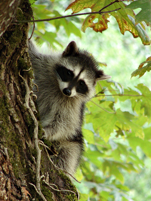 Baby Raccoon