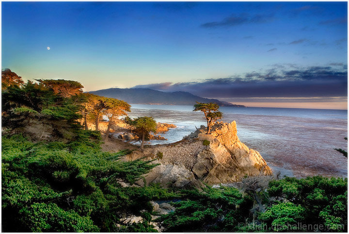 the lone cypress...