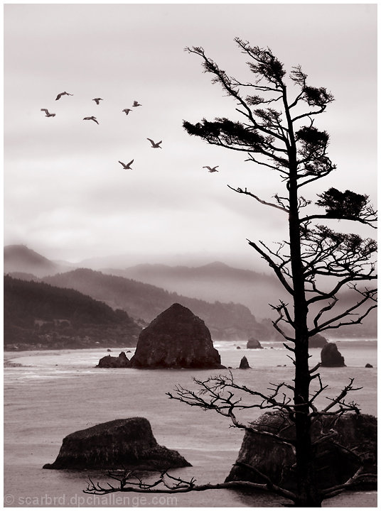 Ecola