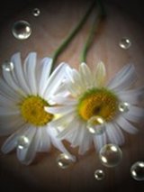 Kristy's Daisy's