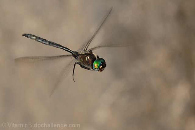 Dragonfly in Flight