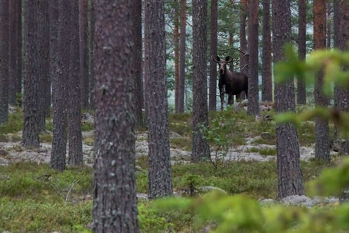 King of the forest