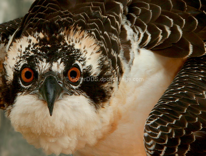 Osprey