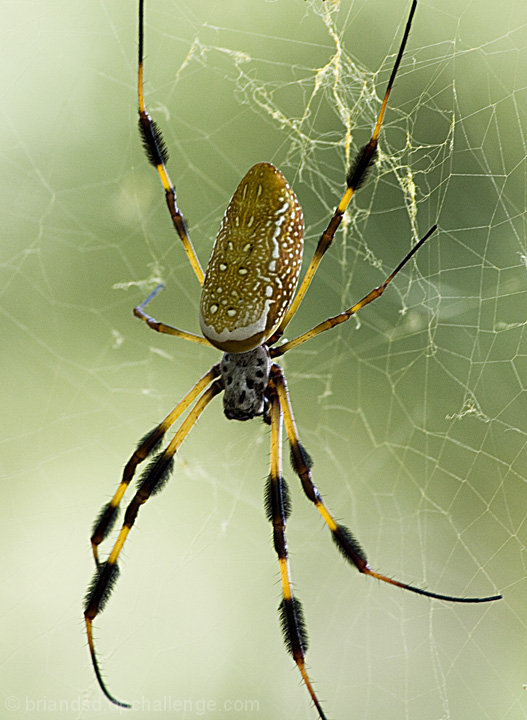 Golden Silk Orb-Weaver