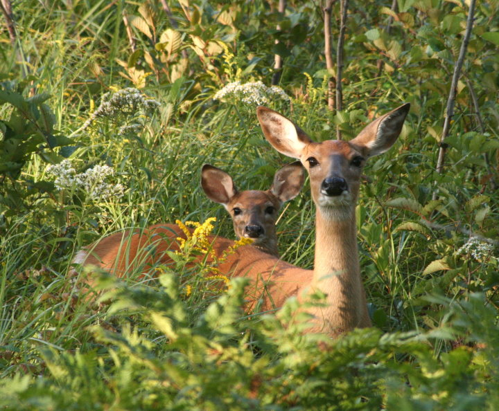 Mom and Baby