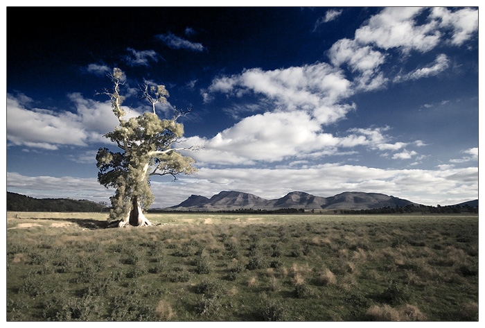 Cazneaux's Tree