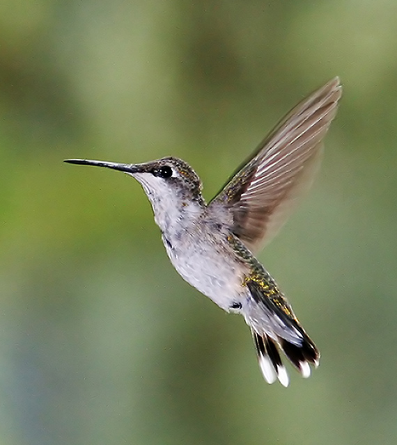 Lady Hummer