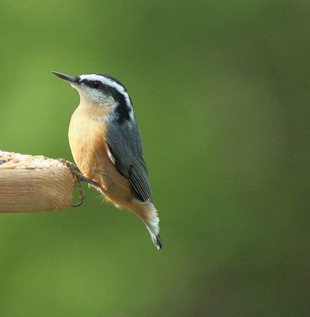 Nuthatch