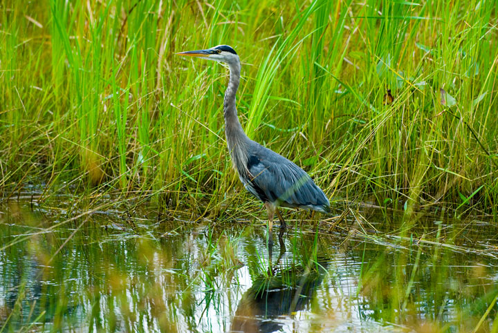 Great Blue Heron