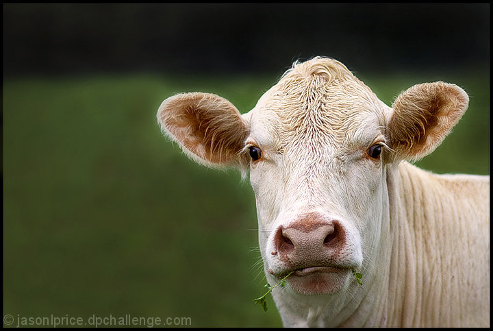 Irresistible Cow