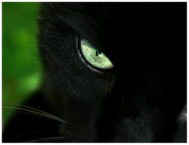 Black cat