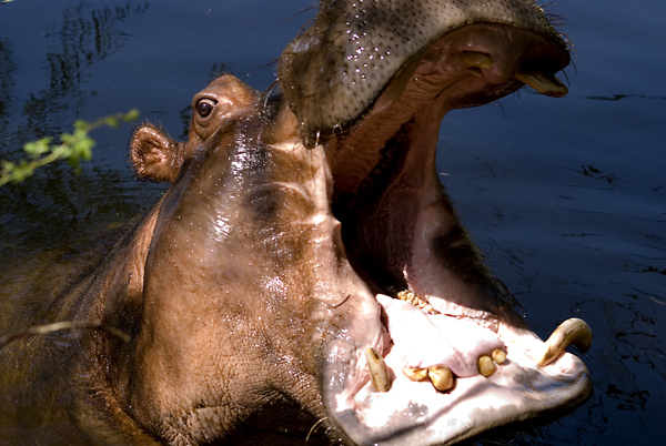 Hungry, Hungry Hippo