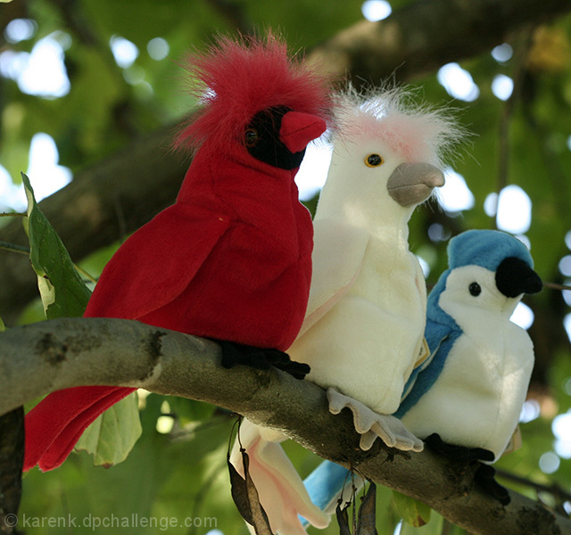 Beanie Birds