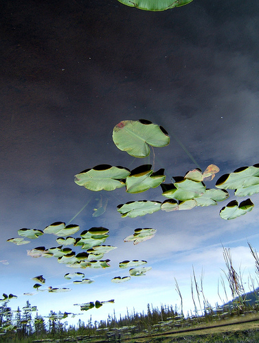 Lilly Pad Constellations