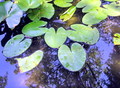 Blue reflex