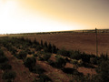 sepia expanse