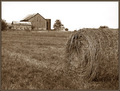 Harvest Time