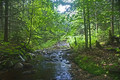 High Noon - Green Mountain National Forest