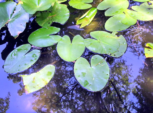 Blue reflex