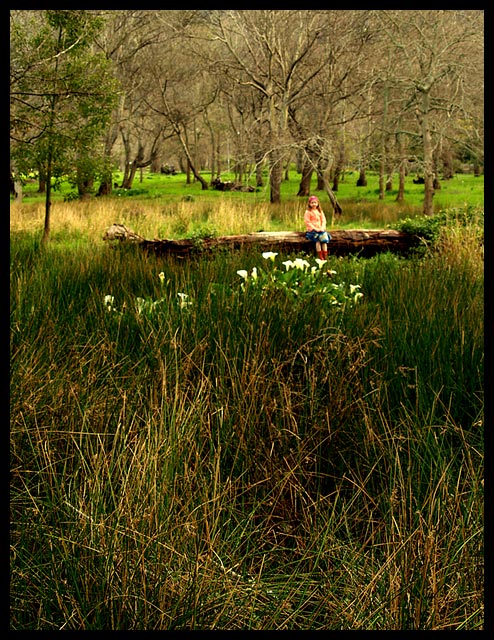 Lilies of the Valley