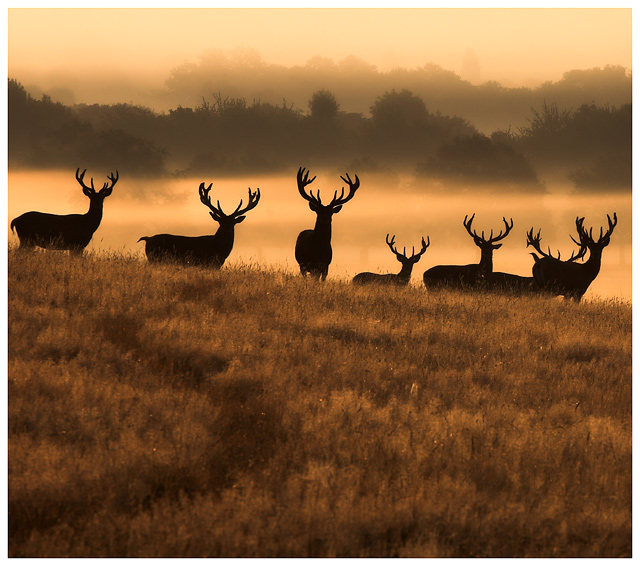Grazing Through the Early Morning Mists