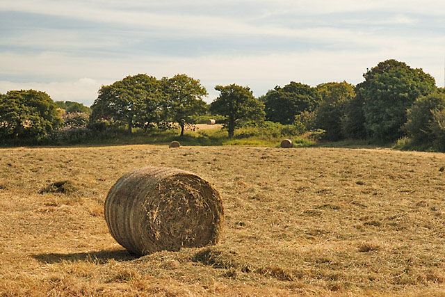 Hay