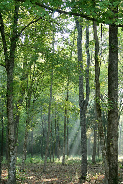 Early Morning Woods