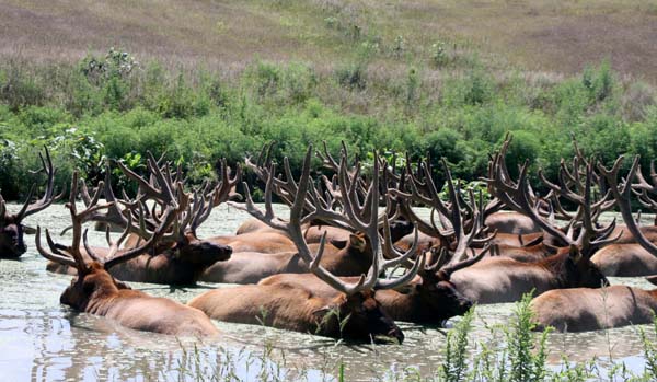 Elk taking a wade in a pond