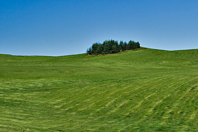 Surrounded by green