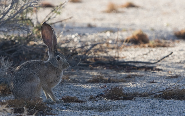 Jackrabbit