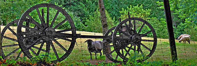 Baa-hind the Fence