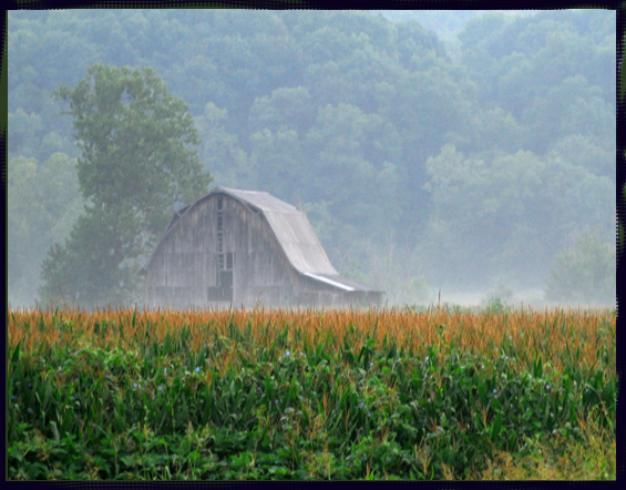 Dawn Kissed Corn Field