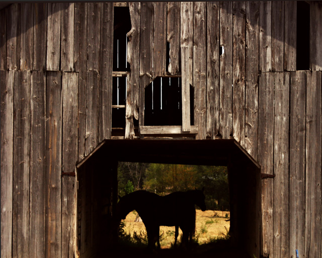 Horse Barn