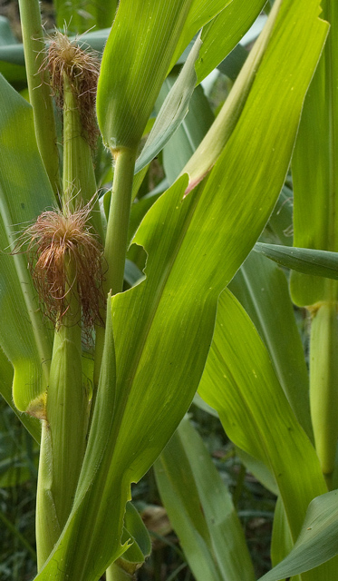 Corn on the Cob