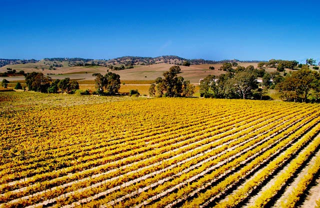 Vines of the Barossa Valley