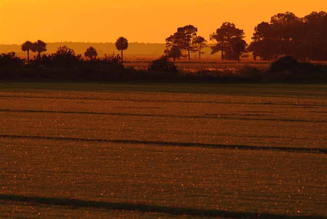 Golden Pasture