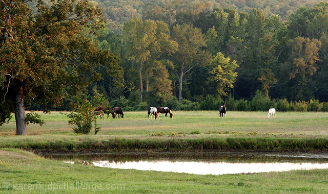 Summer Pasture