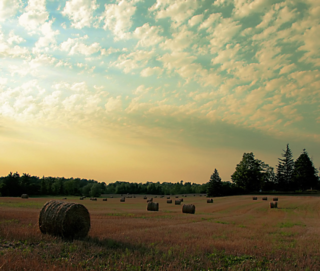 Golden Field