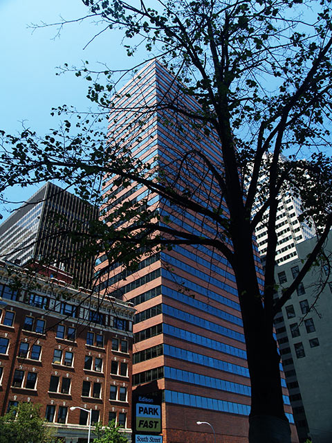 A Tree Grows in Lower Manhattan