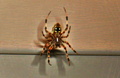 Fuzzy Spider