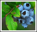 It's Wild Blueberry Season