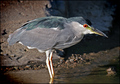 Black Crowned Night Heron