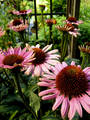 Pink Flowers