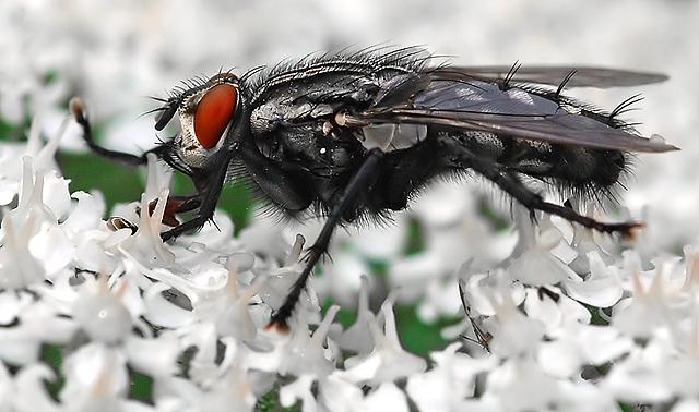Fly Profile