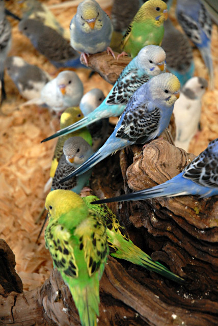 Feathered Friends