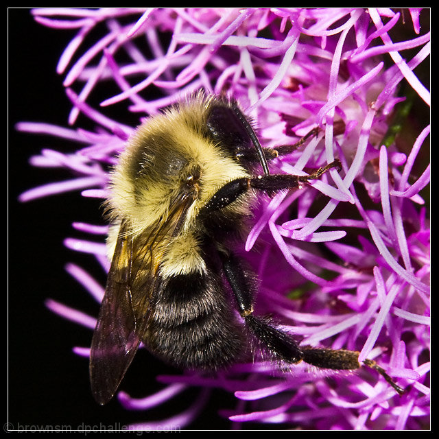 As Busy as a Sleeping Bee