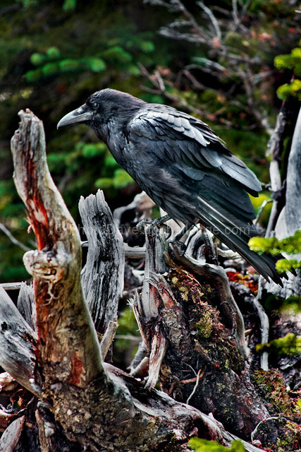 The Raven - Once upon a midnight dreary, while I pondered weak and weary...